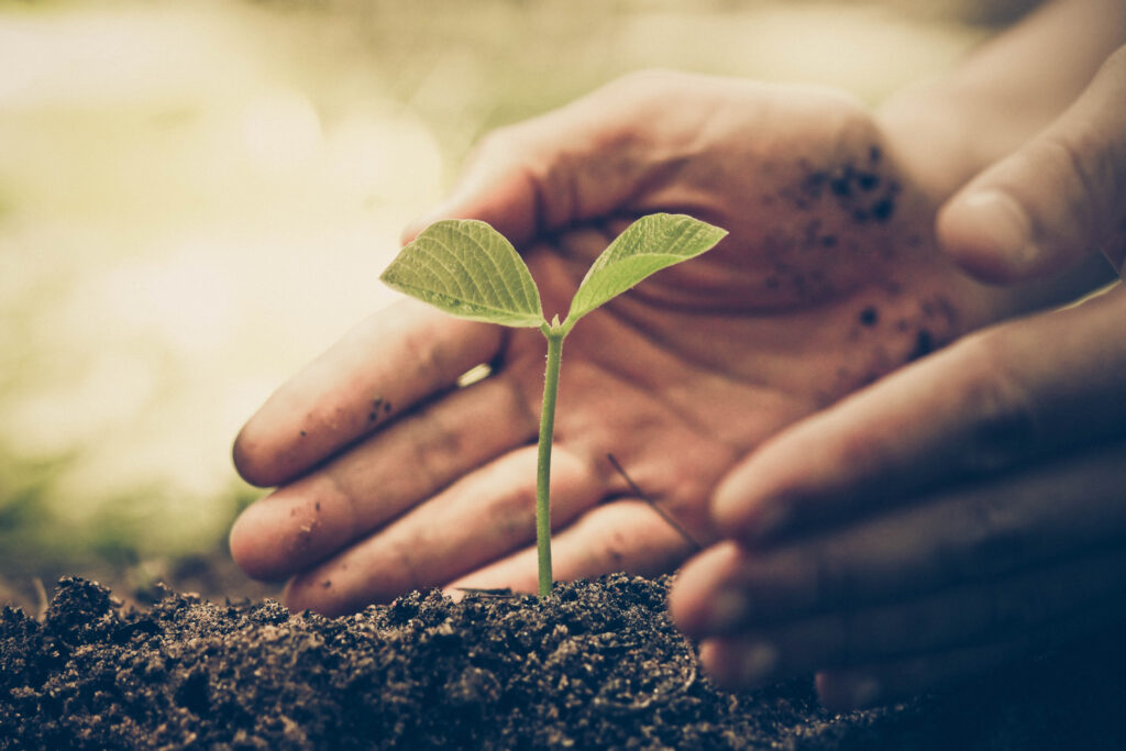 hand of a farmer nurturing a young green plant with natural green background