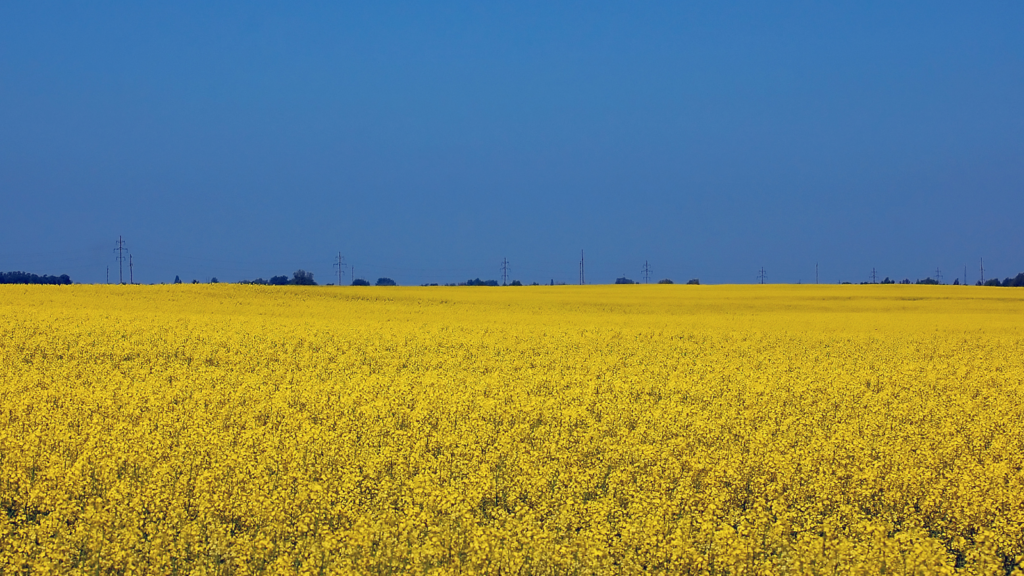 Ukrainian field comprising of a blue sky and yellow field